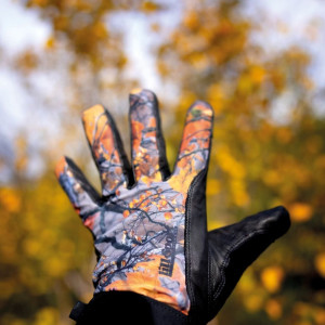 Lillsport Forest Autumn
