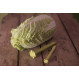 SwissPiranha Pegs GS150 (set of 10 with bag)